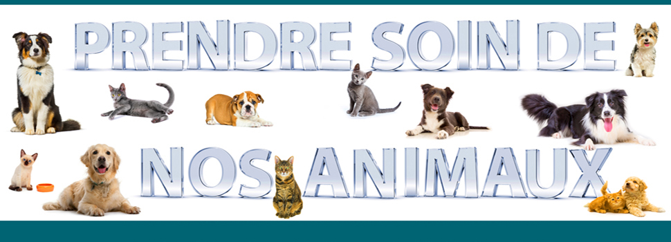 Prendre Soin De Nos Animaux